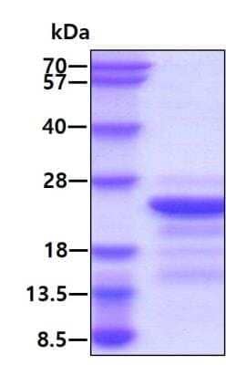 SDS-PAGE: Recombinant HIV-1 Gag p24 His Protein [NBP1-46036]